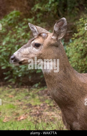 Issaquah, Washington State, USA. Männliche Rehe mit geweih nur gerade in einem ländlichen Wohngebiet Hof sichtbar. Stockfoto