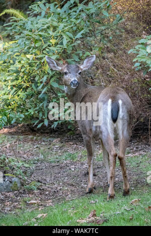 Issaquah, Washington State, USA. Männliche Rehe mit geweih nur gerade in einem ländlichen Wohngebiet Hof sichtbar. Stockfoto