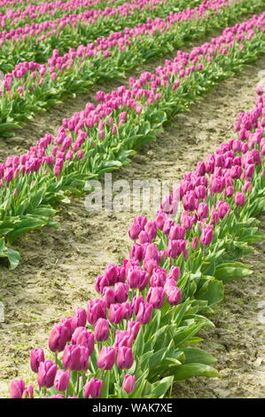 Mount Vernon, Washington State, USA. Bereich der lila Tulpen. Stockfoto