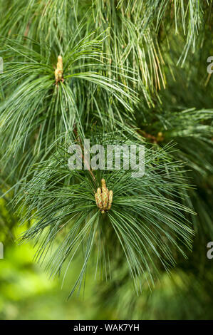 Issaquah, Washington State, USA. Neues Wachstum auf dem Zweig Tipps von Western White Pine (Pinus monticola). Die Nadeln sind fein gezahnt, in faszikeln (Bundles) von fünf, mit einem Laub- Ummantelung. Stockfoto