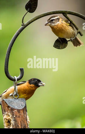 Issaquah, Washington State, USA. Männlich black-headed grosbeak Essen aus einem Protokoll Nierenfettzufuhr, mit seinem Gehilfen antizipieren, im Frühling. Stockfoto