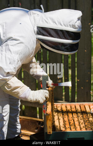 Seattle, Washington State, USA. Weibliche Imker Einfügen eines Rahmens mit honigbienen zurück in den Hive abgedeckt. (MR) Stockfoto