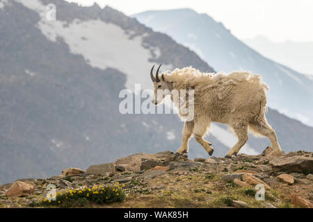 USA, Colorado, Mt. Evans. Bergziege Berglandschaft. Credit: Cathy und Gordon Illg/Jaynes Galerie/DanitaDelimont.com Stockfoto