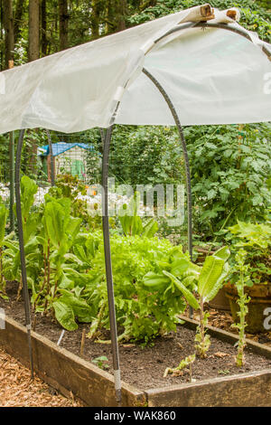 Issaquah, Washington State, USA. Kopfsalat wächst in einem überdachten erhöhten Bett Garten, es von der Regen zu schützen und eine längere Vegetationsperiode zu geben. Stockfoto