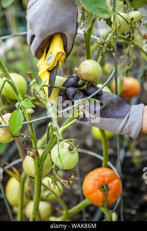 Issaquah, Washington State, USA. Frau abschneiden Gold Nugget Cherry Tomaten mit Kraut- und Knollenfäule (Phytophthora infestans) Krankheit. (MR) Stockfoto