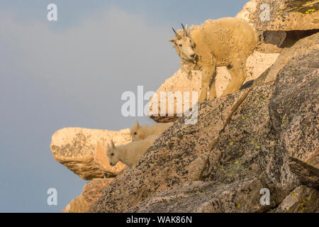 USA, Colorado, Mt. Evans. Bergziege Kindermädchen und Kinder. Credit: Cathy und Gordon Illg/Jaynes Galerie/DanitaDelimont.com Stockfoto