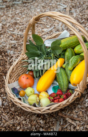 Issaquah, Washington State, USA. Korb mit frisch geernteten Produkten, einschließlich Zitrone und grüne Gurken, gelb Sommer Squash, Erdbeeren und Tomaten. Stockfoto