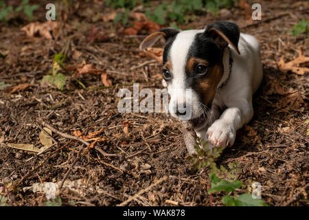 Issaquah, Washington State, USA. Zwei Monate alten Jack Russell Terrier das Kauen einen Stock. (PR) Stockfoto