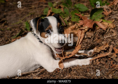 Issaquah, Washington State, USA. Zwei Monate alten Jack Russell Terrier liegend auf dem Boden, das Kauen einen Stock. (PR) Stockfoto