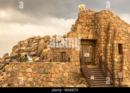 USA, Colorado, Mt. Evans. Bergziege auf Ruinen, Touristen als: Cathy und Gordon Illg/Jaynes Galerie/DanitaDelimont.com Stockfoto