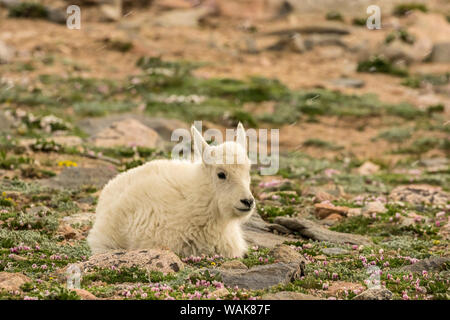 USA, Colorado, Mt. Evans. Mountain Goat Kid. Credit: Cathy und Gordon Illg/Jaynes Galerie/DanitaDelimont.com Stockfoto