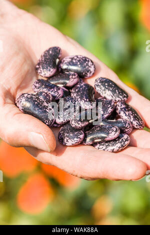 Nelke, Washington State, USA. Frau mit einer Handvoll getrocknete Scarlet runner bean Seeds, mit nasturtiums im Hintergrund. (MR) Stockfoto