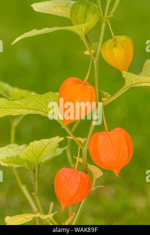 Issaquah, Washington State, USA. Blase Cherry (Physalis Alkekengi) ist leicht erkennbar an der großen, hellen orange bis rot papery über seine kleinen Früchte im Herbst. Stockfoto