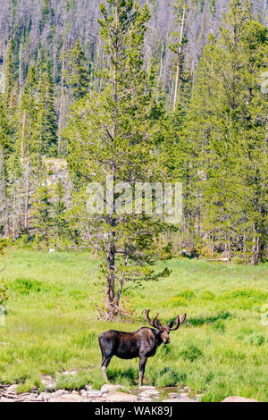 USA, Colorado, Cameron. Bull Moose mit Geweih. Credit: Fred Herr/Jaynes Galerie/DanitaDelimont.com Stockfoto