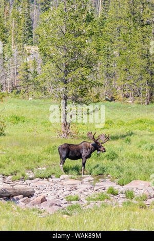USA, Colorado, Cameron. Bull Moose mit Geweih. Credit: Fred Herr/Jaynes Galerie/DanitaDelimont.com Stockfoto
