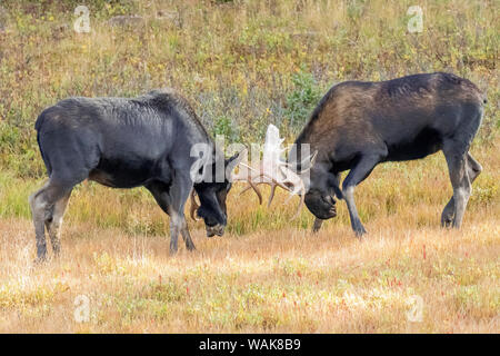 USA, Colorado, Cameron. Zwei Bull Moose duellieren. Credit: Fred Herr/Jaynes Galerie/DanitaDelimont.com Stockfoto