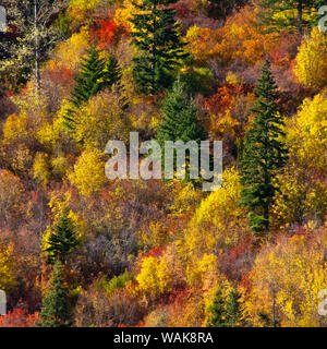 Herbst Laub, Stevens Pass, Washington State, USA. Stockfoto