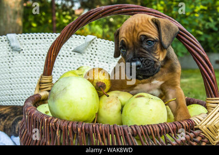 Kleine Boxer Hund in einem Korb mit grünen Äpfeln Stockfoto