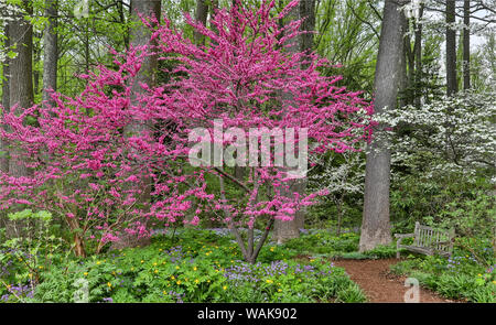 Redbud Baum in voller Blüte. Mt. Kuba Garten, Hockessin, Delaware Stockfoto