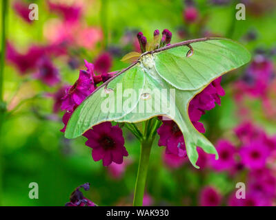 USA, Delaware. Luna Moth, Actias Luna, (saturniidae Familie) auf rosa Kandelaber Primeln. Stockfoto