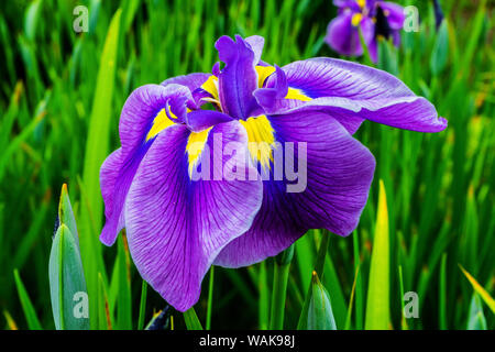 Lila und Gelb große japanische Schwertlilie (Iris ensata) Close-up. Stockfoto