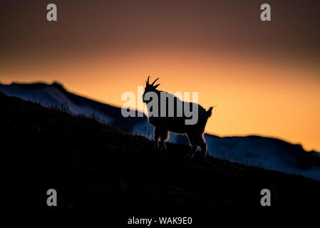 USA, Staat Washington, Mount Rainier National Park. Bergziege Silhouette bei Sonnenuntergang. Stockfoto