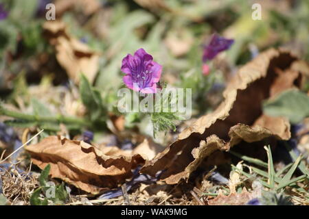 Lila Blume am Ende der Feder in Talavera de la Reina, Spanien. Stockfoto