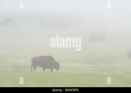 USA, Wyoming, Yellowstone National Park. Bison Herde weidet auf nebligen Morgen in Lamar Tal. Credit: Don Grall/Jaynes Galerie/DanitaDelimont.com Stockfoto