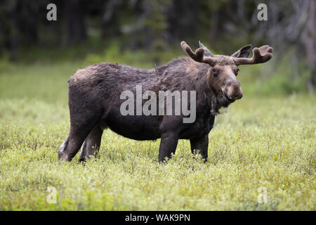 USA, Wyoming, Yellowstone National Park. Bull Moose mit samt Geweih. Credit: Don Grall/Jaynes Galerie/DanitaDelimont.com Stockfoto