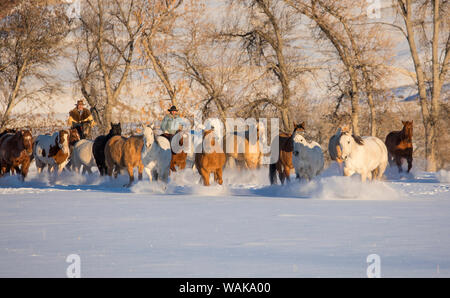 Reiten und Fahren im Winter auf Versteck Ranch, Shell, Wyoming. Cowboys laufen die Pferde durch den frischen Schnee. (MR) Stockfoto