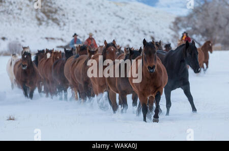 Reiten und Fahren im Winter auf Versteck Ranch, Shell, Wyoming. Herde von Pferden in den Wintern mit Snow mit Cowboys und Cowgirls. (MR) (MR) Stockfoto