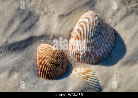 Seashells, Honeymoon Island State Park, Dunedin, Florida, USA Stockfoto