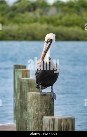 Brown pelican, New Smyrna Beach, Florida, USA Stockfoto