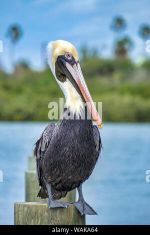 Brown pelican, New Smyrna Beach, Florida, USA Stockfoto