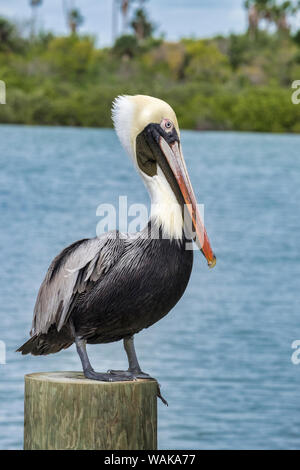 Brown pelican, New Smyrna Beach, Florida, USA Stockfoto