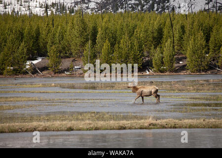 Yellowstone National Park, Wyoming, USA. Weibliche Elche wandern in einem überschwemmten Gibbon River. Stockfoto