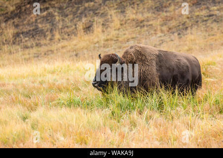 Yellowstone National Park, Wyoming, USA. Amerikanischen Bisons grasen im hohen Gras. Stockfoto