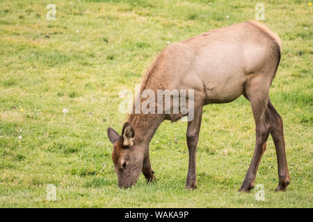 Yellowstone National Park, Wyoming, USA. Elch Kuh grasen auf dem Gras in der Nähe der Mammoth Hot Springs Hotel. Stockfoto