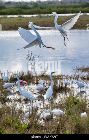 Snowy Reiher kämpfen, Naturschutzgebiet Merritt Island, Florida, USA Stockfoto