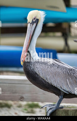 Brown pelican, New Smyrna Beach, Florida, USA Stockfoto