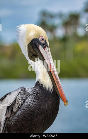 Brown pelican, New Smyrna Beach, Florida, USA Stockfoto