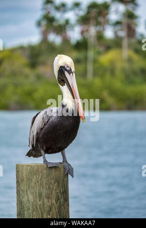 Brown pelican, New Smyrna Beach, Florida, USA Stockfoto