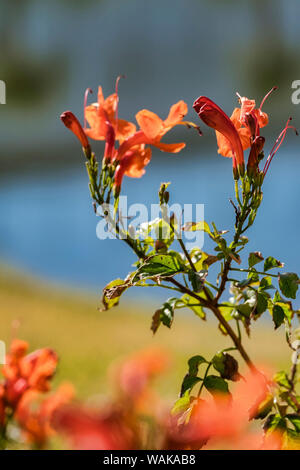 Kap Geißblatt, Florida, USA Stockfoto