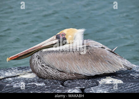 Brown pelican, New Smyrna Beach, Florida, USA Stockfoto