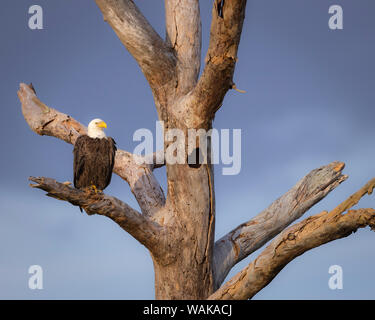 Der Weißkopfseeadler (Haliaeetus leucocephalus), Ft. Myers, Florida Stockfoto