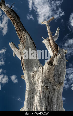 Toter Kiefern, Lover's Key State Park, Florida Stockfoto