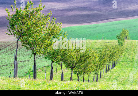 Die Linie der Bäume in den sanften Hügeln von Mähren, Tschechien Stockfoto