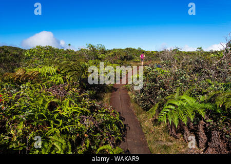 Wanderer auf dem Alakai Swamp Trail, Kokee State Park, Kauai, Hawaii, USA. (MR) Stockfoto