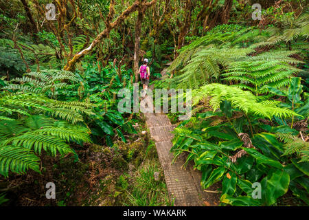 Wanderer auf dem Alakai Swamp Trail, Kokee State Park, Kauai, Hawaii, USA. (MR) Stockfoto