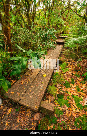 Boardwalk auf dem Alakai Swamp Trail, Kokee State Park, Kauai, Hawaii, USA. Stockfoto